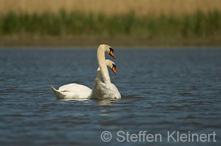 037 Höckerschwan (Cygnus olor)